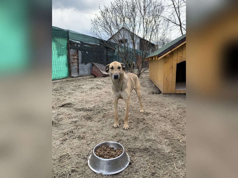 KATHI, Hündin, 6,5 Jahre, 55 cm, Mischling, Tierschutz