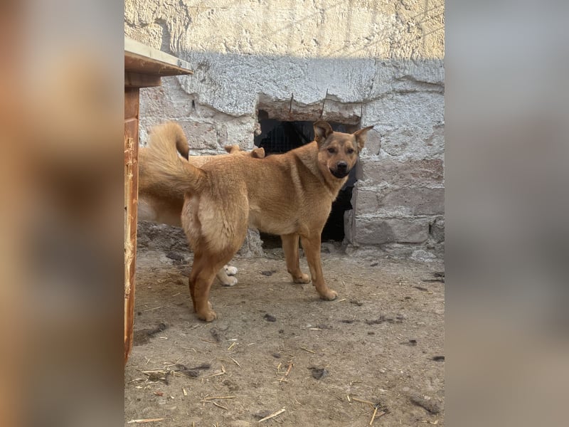 BROWN BEAUTY, Hündin, 1,5 Jahre, 55 cm, Mischling, Tierschutz
