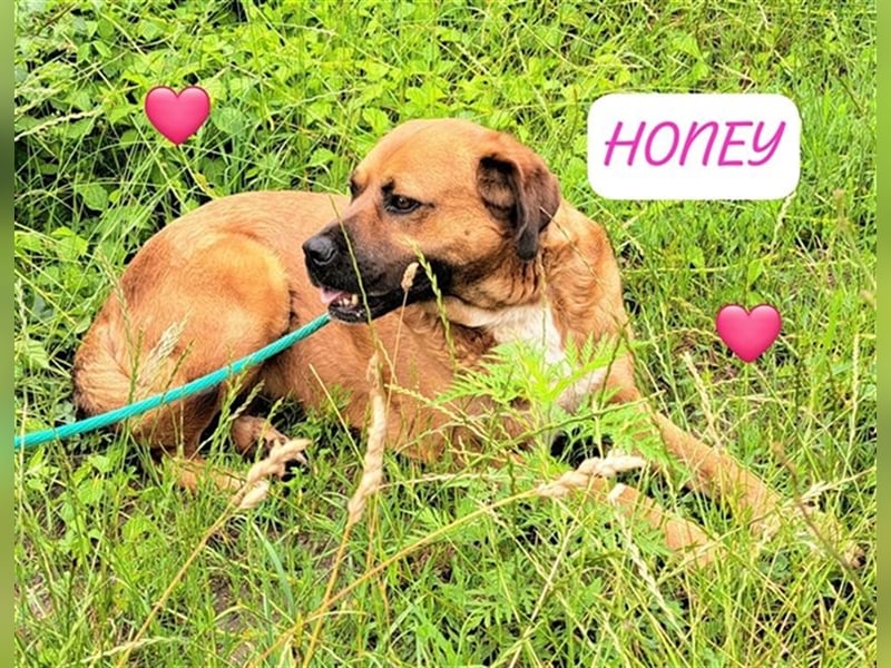 Honey ganz liebes Hundemädel wartet schon 5 Jahre auf die ausreise