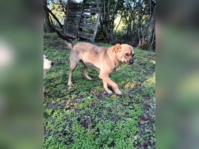 Maja Tierschutzhund sucht ein Zuhause