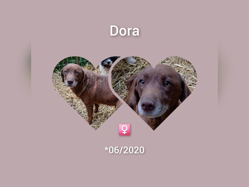 Labrador Hündin Dora möchte Rumänien verlassen