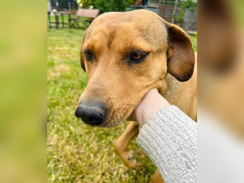 Fata Tierschutzhund sucht ein Zuhause