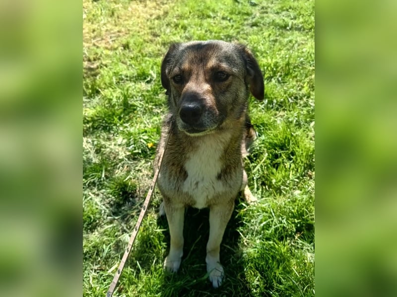Kara Tierschutzhund sucht ein Zuhause