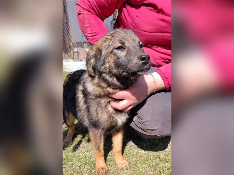 Mila – 6 Monate, zauberhaftes Hundekind mit Schäffi Zeichnung