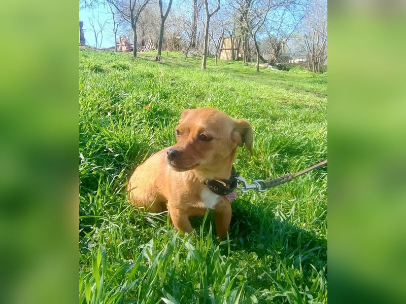 Eda Tierschutzhund sucht ein Zuhause