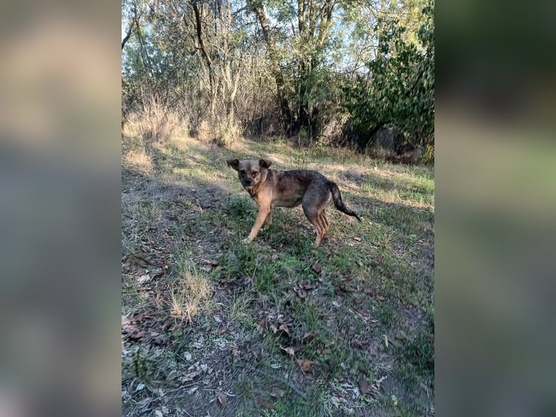 Maja Tierschutzhund sucht ein Zuhause
