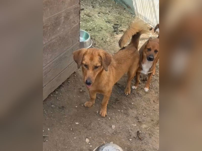 DIXY, Hündin, 2,5 Jahre, 30 cm, Mischling, Tierschutz