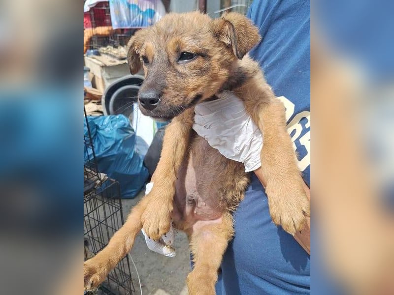 ⭐️CINNY⭐️, Hündin, Welpe, Mischling, Tierschutz