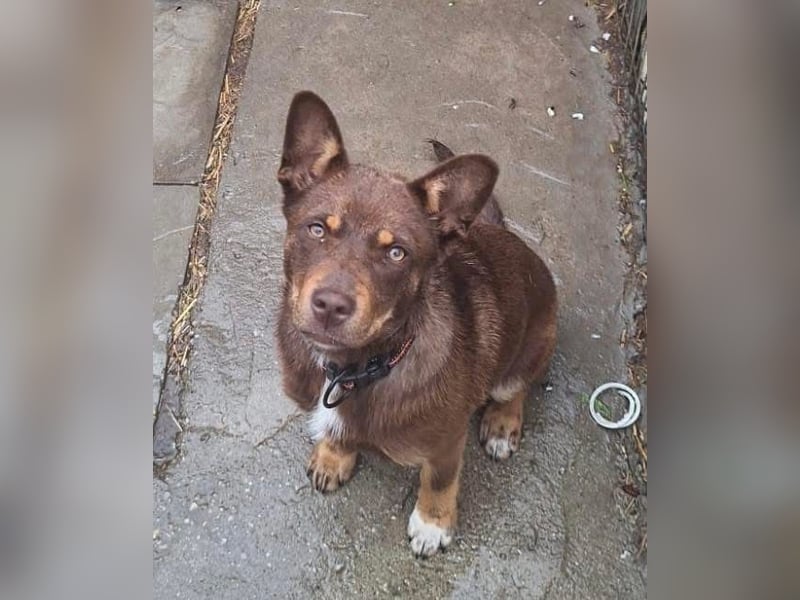 Lola Tierschutzhund sucht ein Zuhause