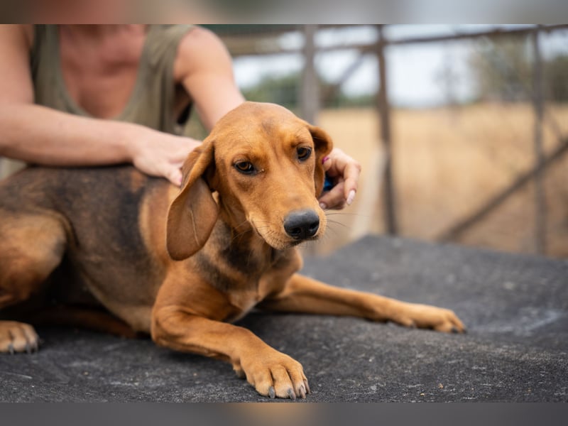 Rita - Pure Lebensfreude auf vier Pfoten!