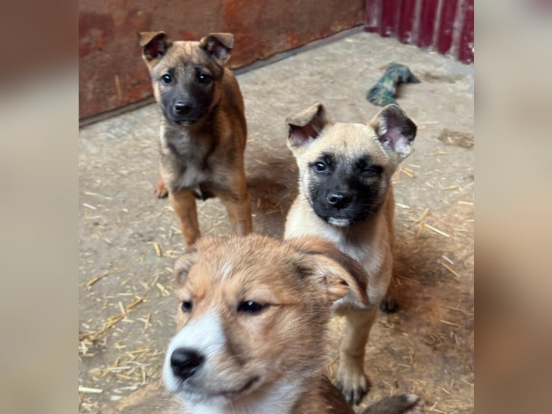 Bluebell sucht ihre Menschen
