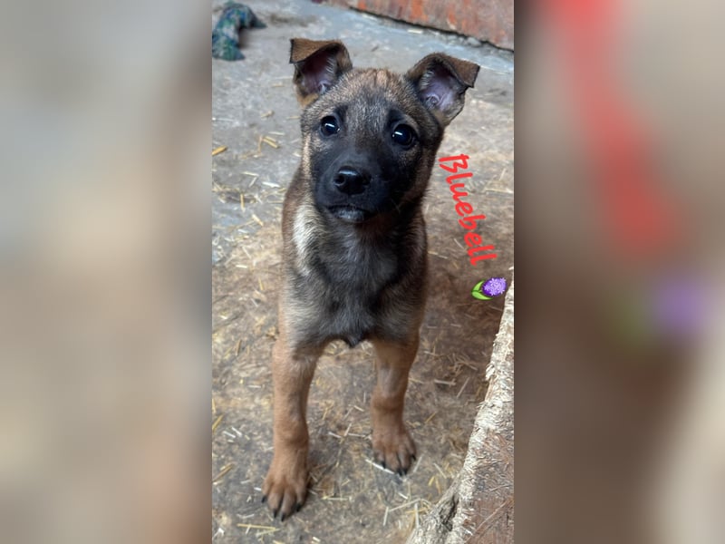 Bluebell sucht ihre Menschen
