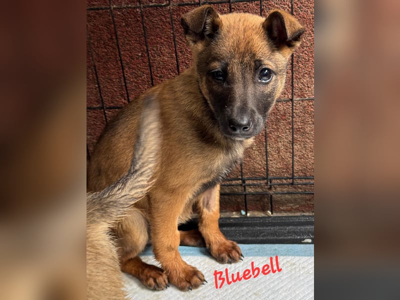 Bluebell sucht ihre Menschen