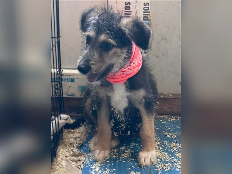 MINNIE