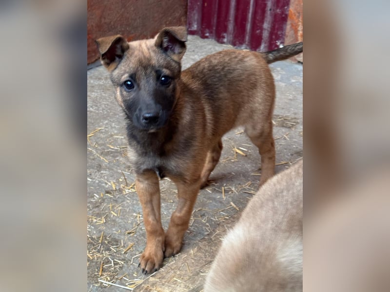 Bluebell sucht ihre Menschen