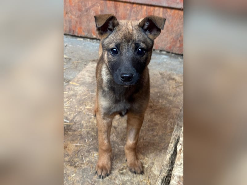 Bluebell sucht ihre Menschen
