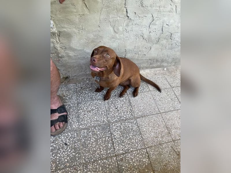 Lucy, super süße sonnenscheinige Hündin