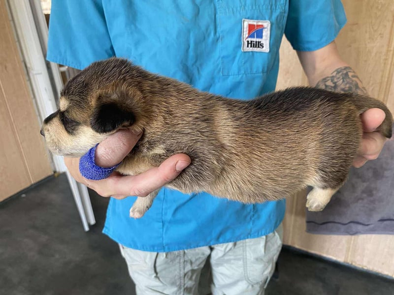 Zoe, süße Maus sucht