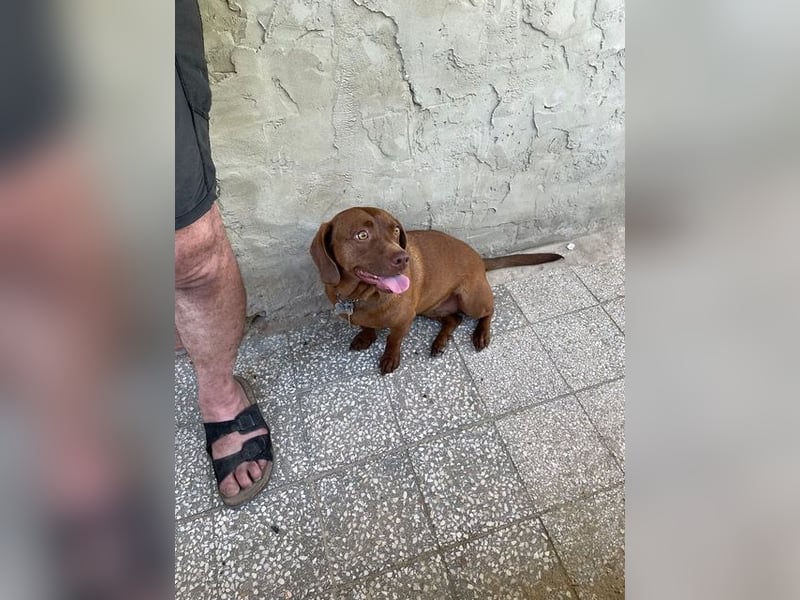 Lucy, super süße sonnenscheinige Hündin