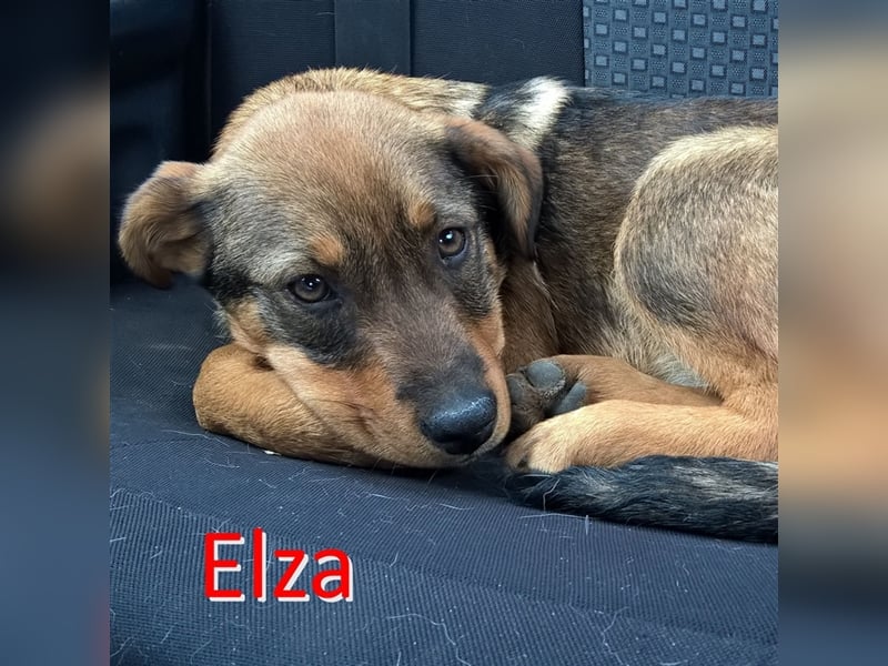 ELZA ❤  sucht Zuhause oder Pflegestelle