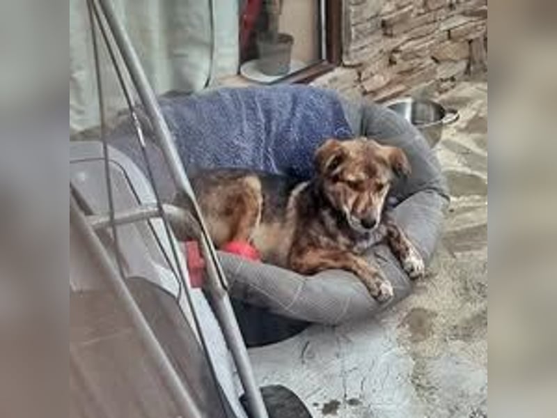 ANNIE ❤  Vermittlungshilfe-  wartet in 30890 Barsinghausen auf Dich