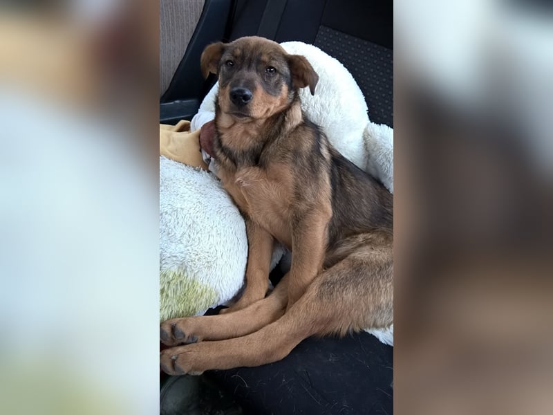 ELZA ❤  sucht Zuhause oder Pflegestelle