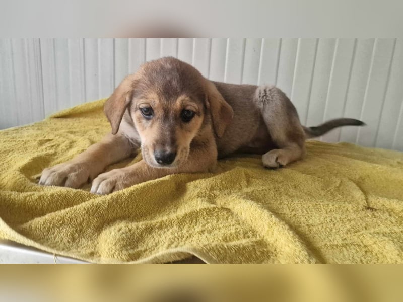 JARLA ❤  wartet in 37284 Waldkappel auf Dich