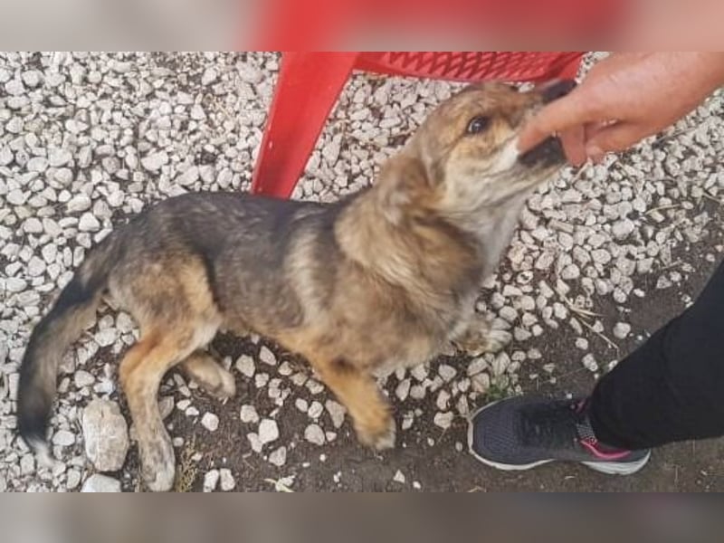 ANNIE ❤  Vermittlungshilfe-  wartet in 30890 Barsinghausen auf Dich