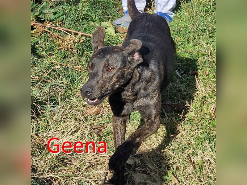 GEENA ❤ EILIG! sucht Zuhause oder Pflegestelle