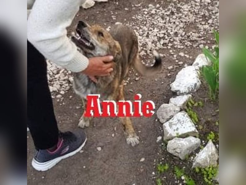 ANNIE ❤  Vermittlungshilfe-  wartet in 30890 Barsinghausen auf Dich