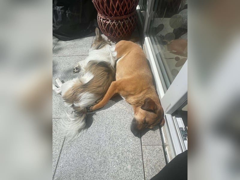 OPELLA ❤  wartet in 53804 Much auf Dich