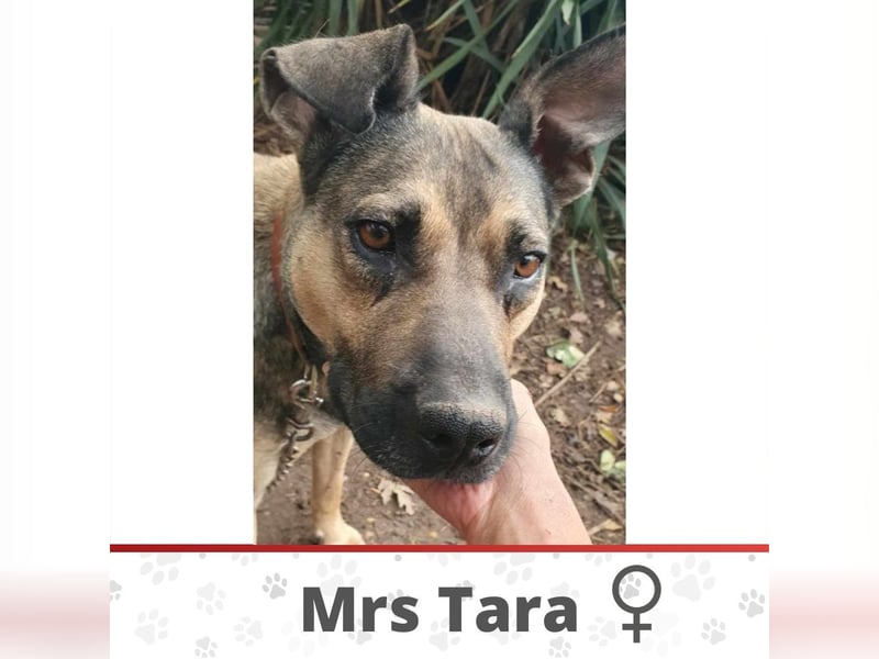 Mrs TARA ❤️ EILIG! sucht Zuhause oder Pflegestelle