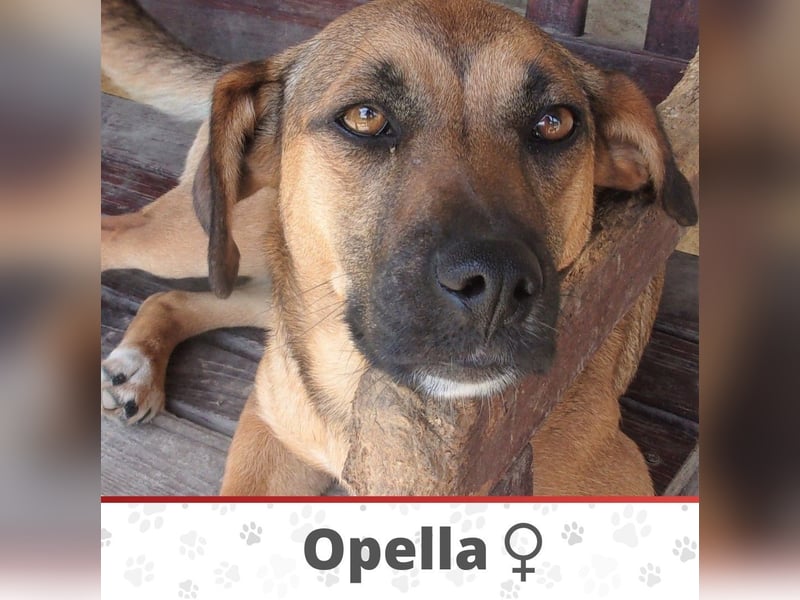 OPELLA ❤  wartet in 53804 Much auf Dich