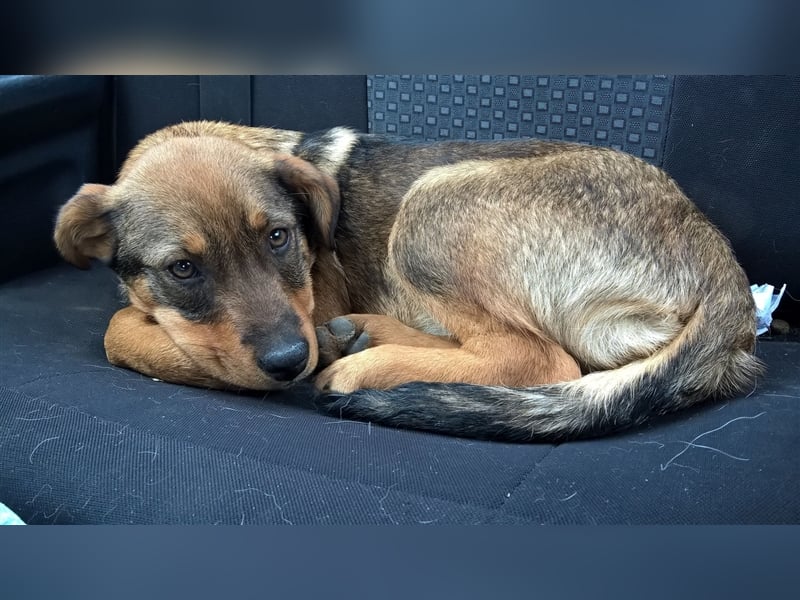 ELZA ❤  sucht Zuhause oder Pflegestelle