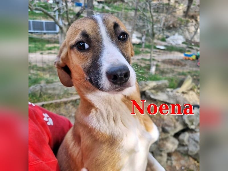 NOENA ❤  wartet in 20535 Hamburg auf Dich