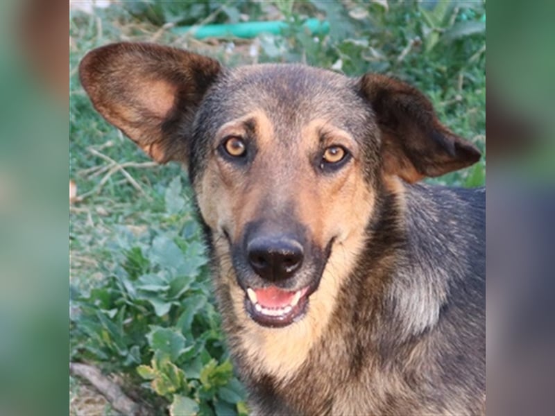 Violetta, geb. ca. 09/2018, lebt in GRIECHENLAND, im städt. Tierheim Serres