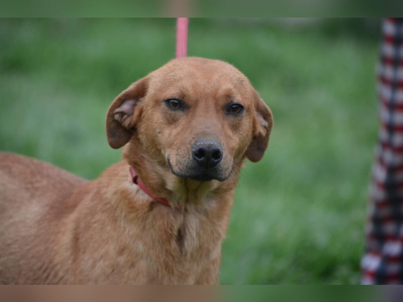 „Frida“, ca. 01.2024 geboren, noch sehr ängstlich,  sucht erfahrene Halter
