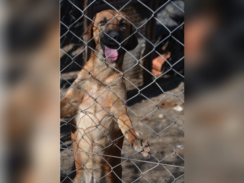 ängstlich, sucht Menschen mit Erfahrung im Umgang mit unsicheren Hunden.