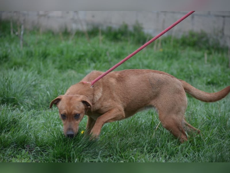 „Frida“, ca. 01.2024 geboren, noch sehr ängstlich,  sucht erfahrene Halter