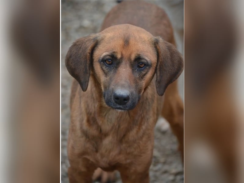 „Hera“, gut verträglich, lieb, ruhig, zurückhaltend, ca. 2022 geboren