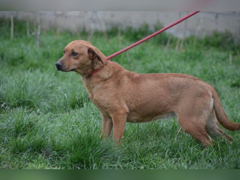 „Frida“, ca. 01.2024 geboren, noch sehr ängstlich,  sucht erfahrene Halter