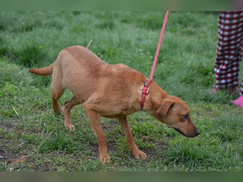 „Frida“, ca. 01.2024 geboren, noch sehr ängstlich,  sucht erfahrene Halter