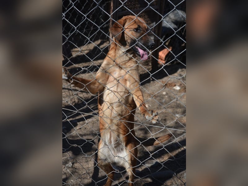 ängstlich, sucht Menschen mit Erfahrung im Umgang mit unsicheren Hunden.