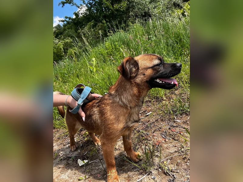Kwani, liebes und sanftes Hundemädchen sucht eine Familie