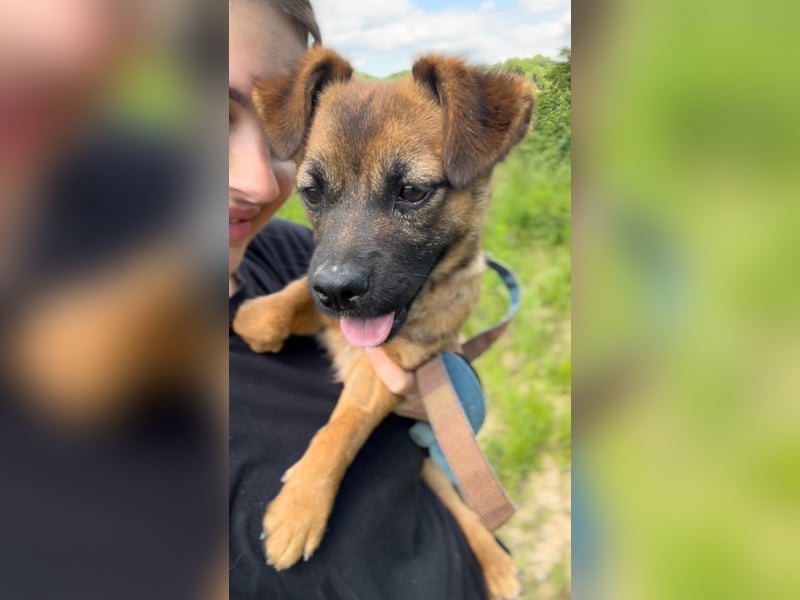Kwani, liebes und sanftes Hundemädchen sucht eine Familie