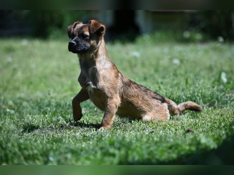 Kwani, liebes und sanftes Hundemädchen sucht eine Familie