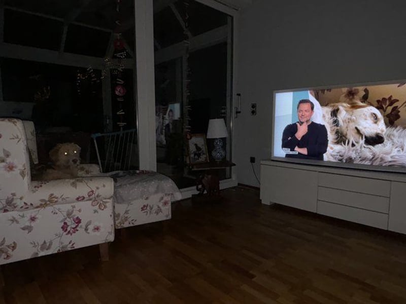 Jane – Lebensfrohe Hündin sucht liebevolles Zuhause