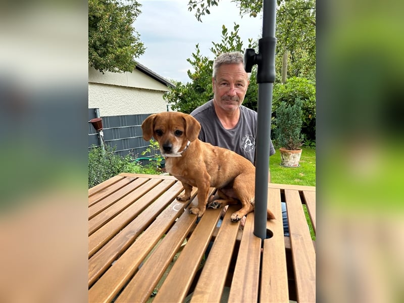 Penelope - liebe ruhige verschmuste Hündin die Nähe zum Menschen sucht