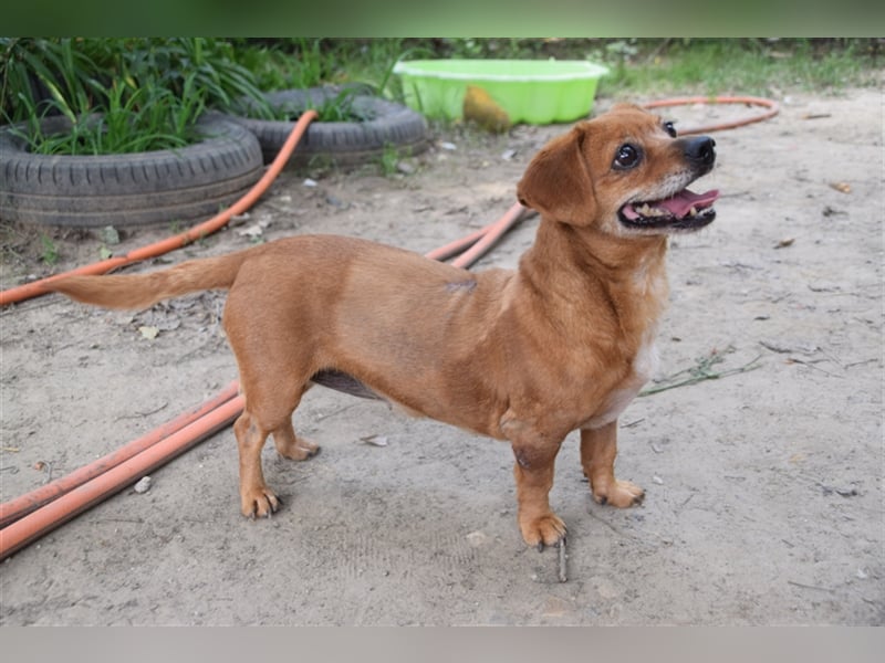 Penelope - liebe ruhige verschmuste Hündin die Nähe zum Menschen sucht