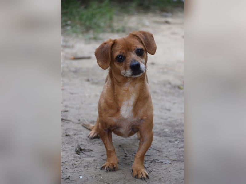 Penelope - liebe ruhige verschmuste Hündin die Nähe zum Menschen sucht